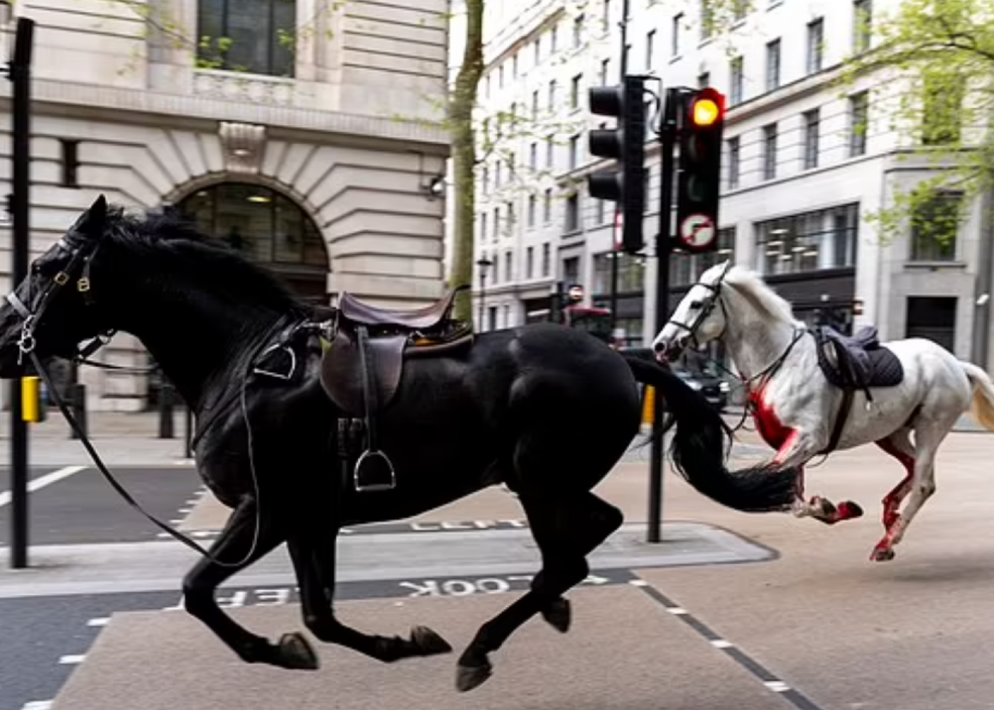 Bukingem Sarayının atları Londonun mərkəzini xaosa çevirdi